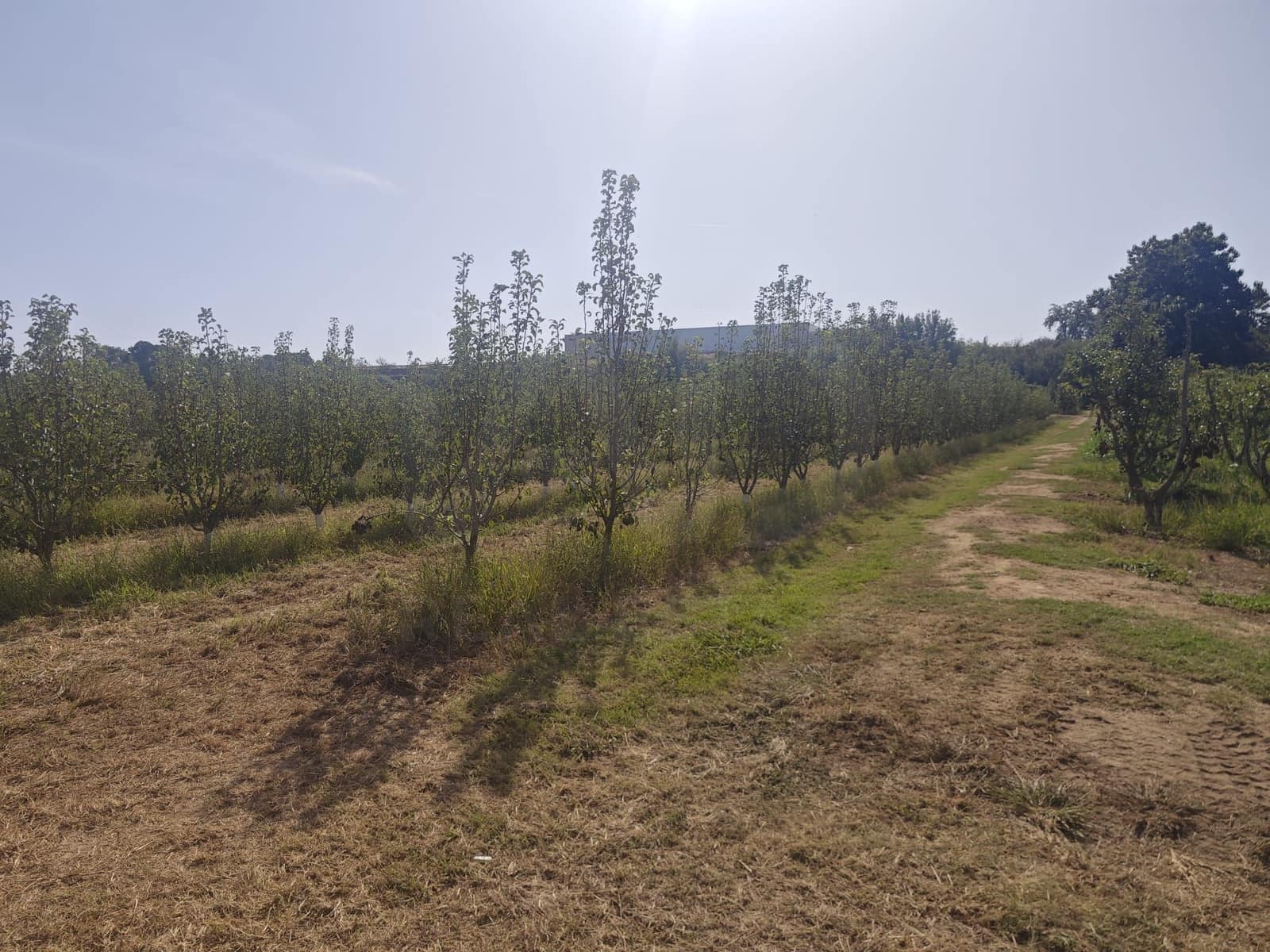 Grunde uden byggetilladelser til salg i Albatarrec - € 75.000 (Ref: 10091183)
