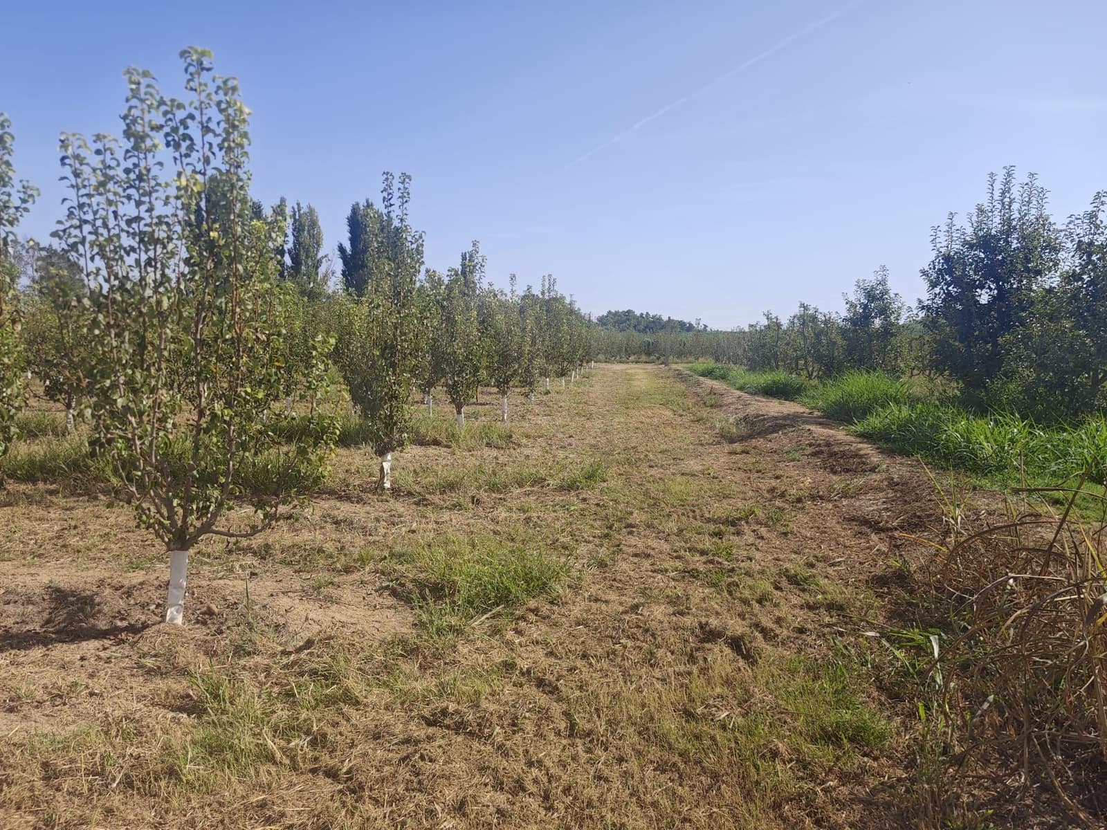 Grunde uden byggetilladelser til salg i Albatarrec - € 75.000 (Ref: 10091183)