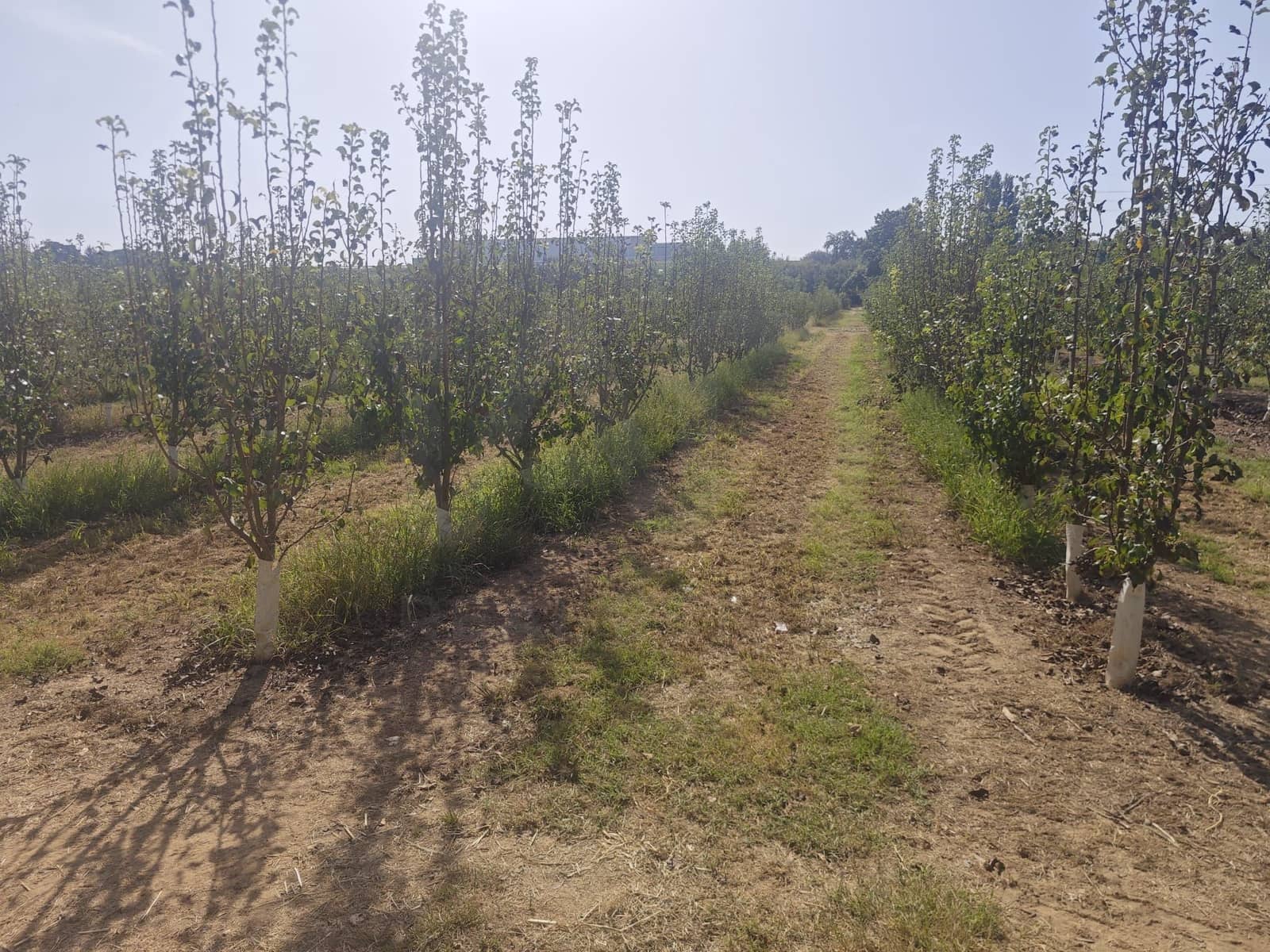 Grunde uden byggetilladelser til salg i Albatarrec - € 75.000 (Ref: 10091183)