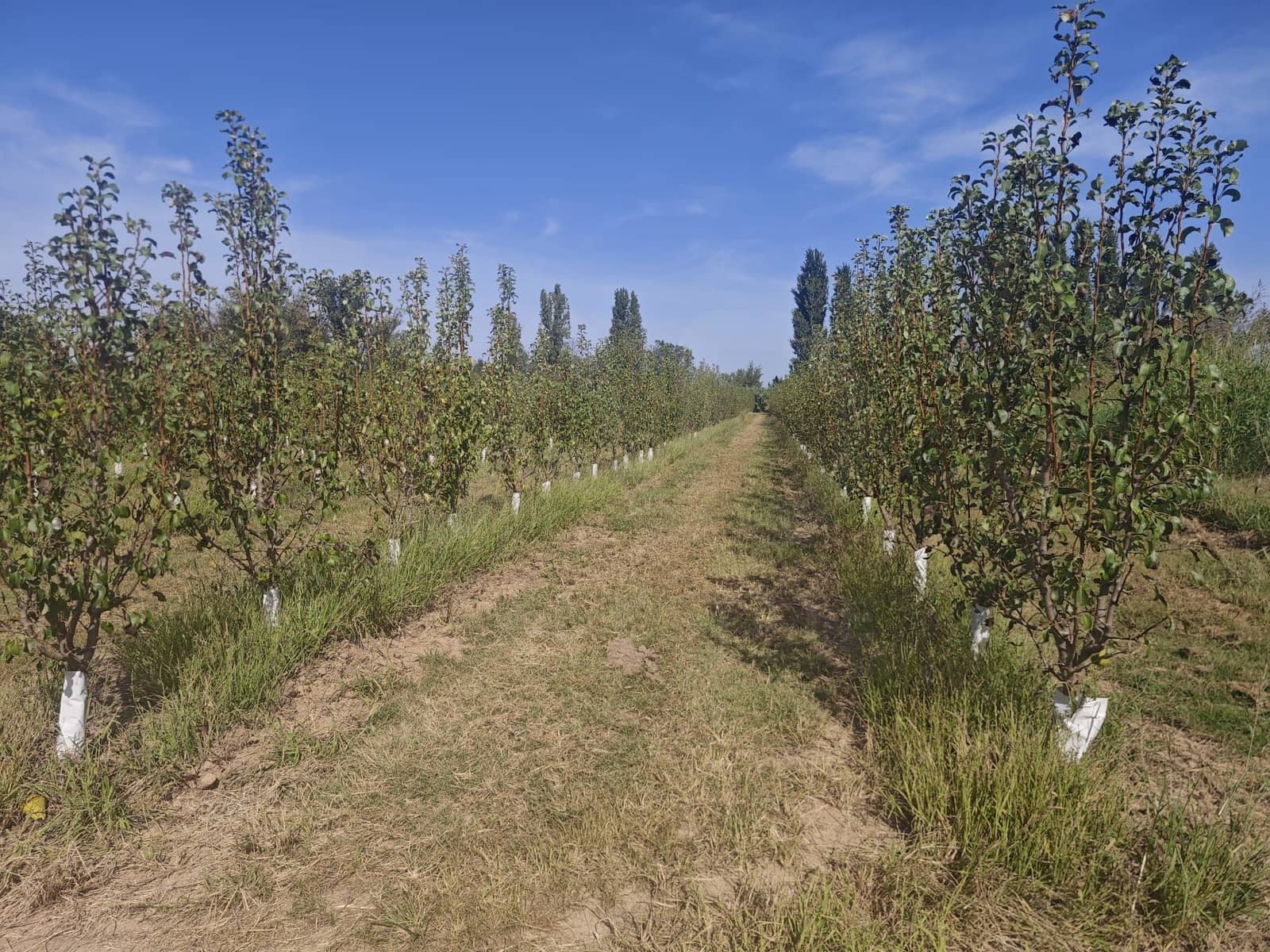 Grunde uden byggetilladelser til salg i Albatarrec - € 75.000 (Ref: 10091183)