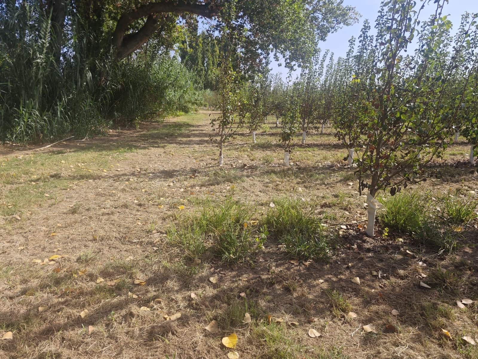 Grunde uden byggetilladelser til salg i Albatarrec - € 75.000 (Ref: 10091183)