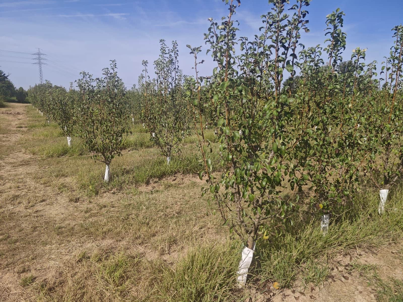 Grunde uden byggetilladelser til salg i Albatarrec - € 75.000 (Ref: 10091183)