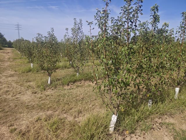 Grunde uden byggetilladelser til salg i Albatàrrec - € 75.000 (Ref: 10091183)