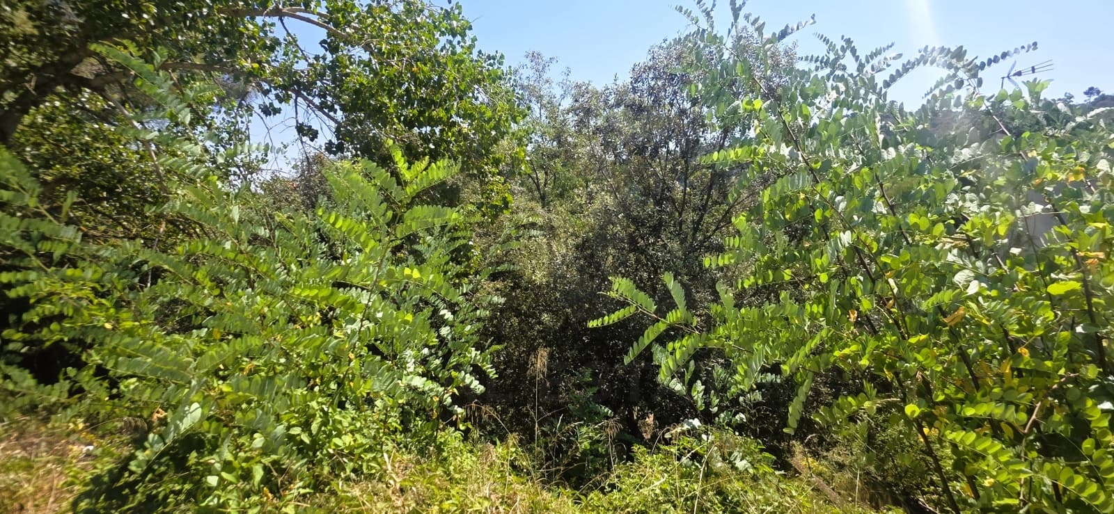 Teren niezagospodarowany na sprzedaż w Sant Cugat del Valles - 230 000 € (Ref: 10095546)