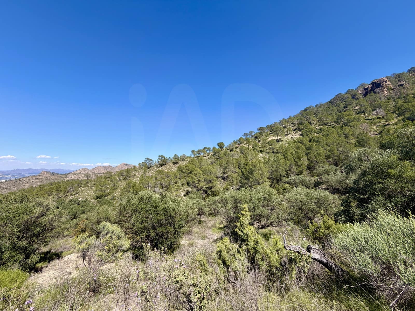 Grunde uden byggetilladelser til salg i Cieza - € 189.000 (Ref: 10101218)