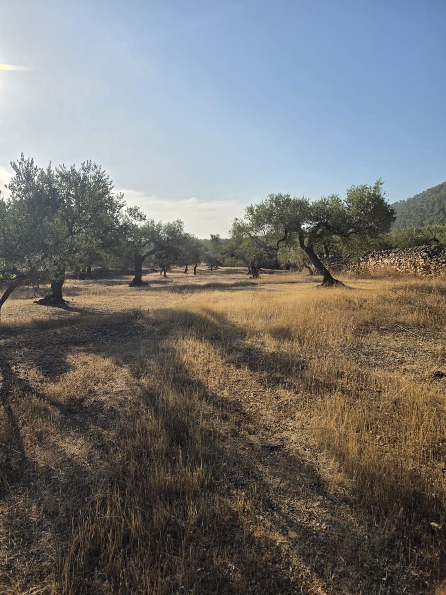 Terreno Não Urbanizado para venda em Rasquera - 110 000 € (Ref: 10106484)