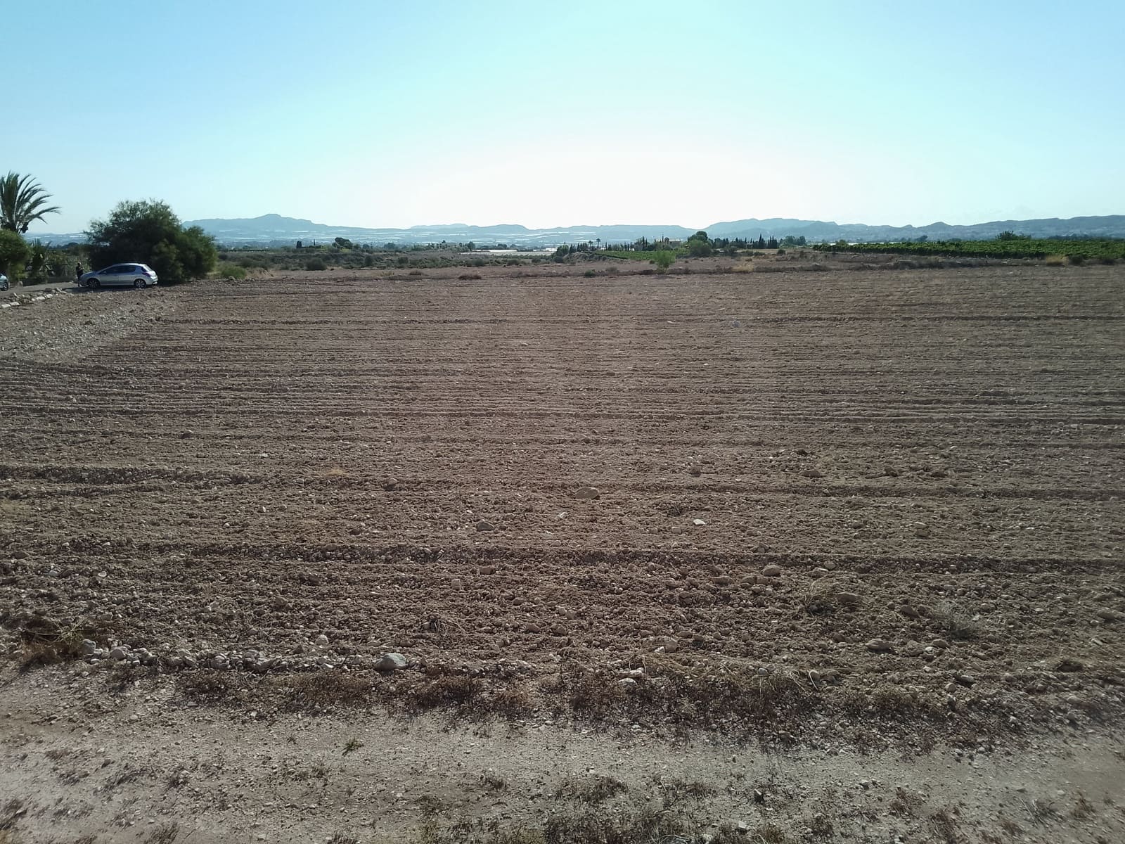 Terreno Non Edificato in vendita in Novelda - 145.000 € (Rif: 10130846)