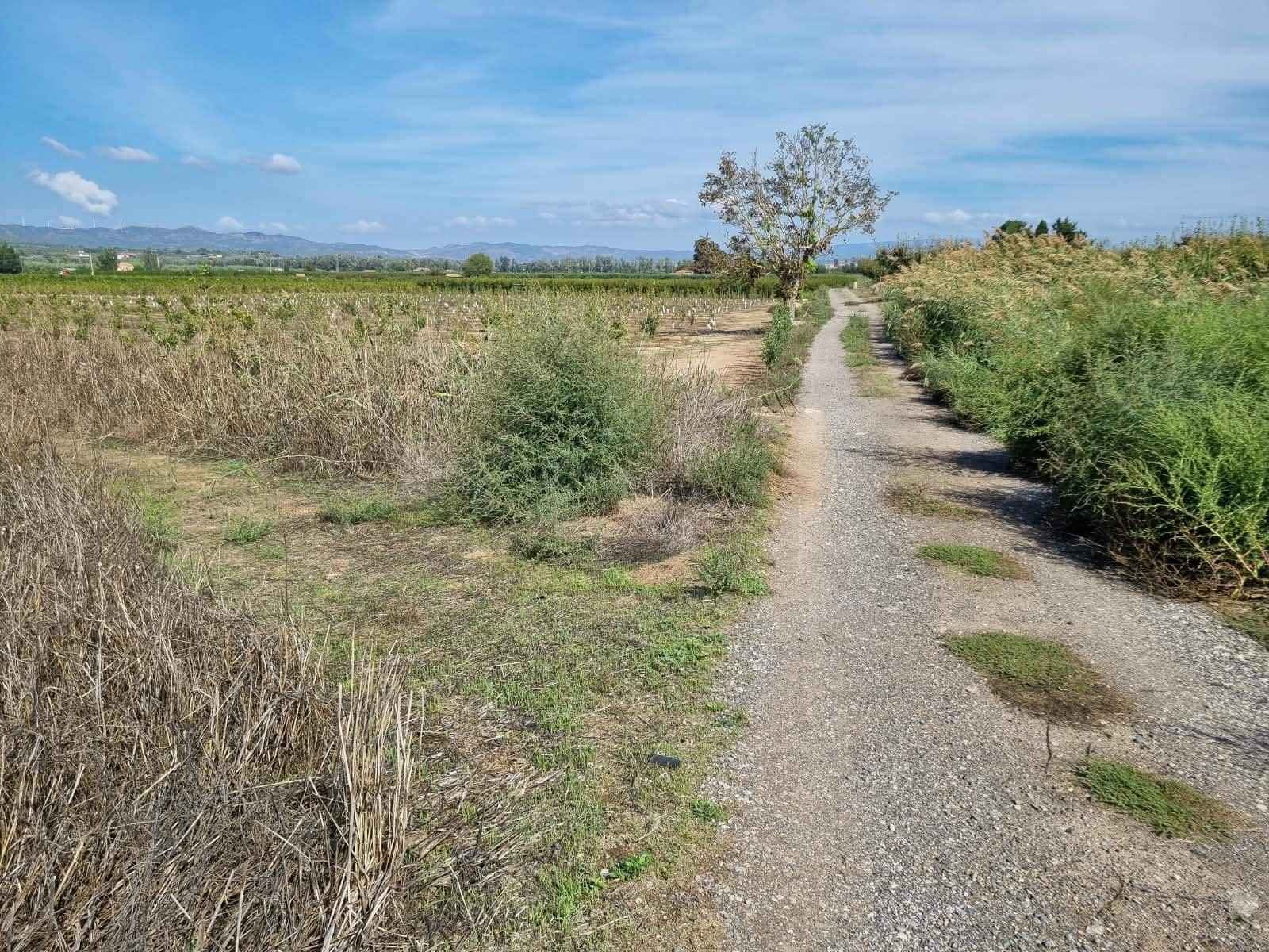Undeveloped Land for sale in Ginestar - € 17,500 (Ref: 10136560)