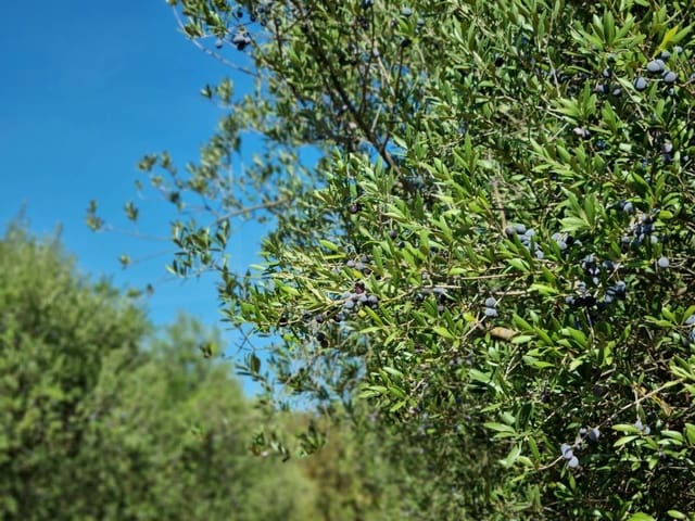 Teren niezagospodarowany na sprzedaż w Ginestar - 32 000 € (Ref: 10136561)