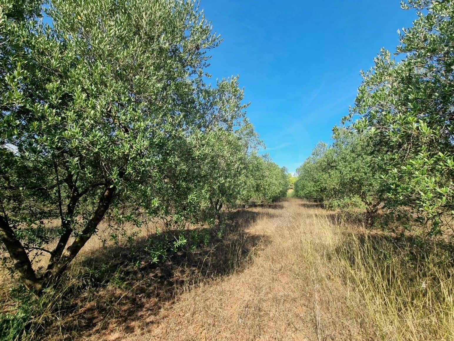 Undeveloped Land for sale in Ginestar - € 32,000 (Ref: 10136561)