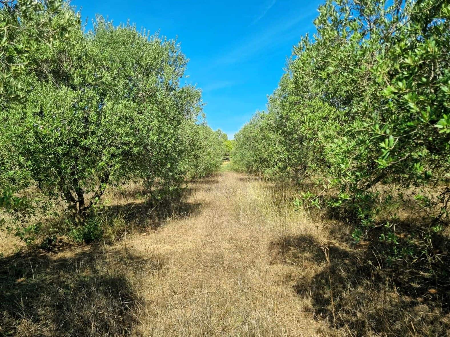 Undeveloped Land for sale in Ginestar - € 32,000 (Ref: 10136561)