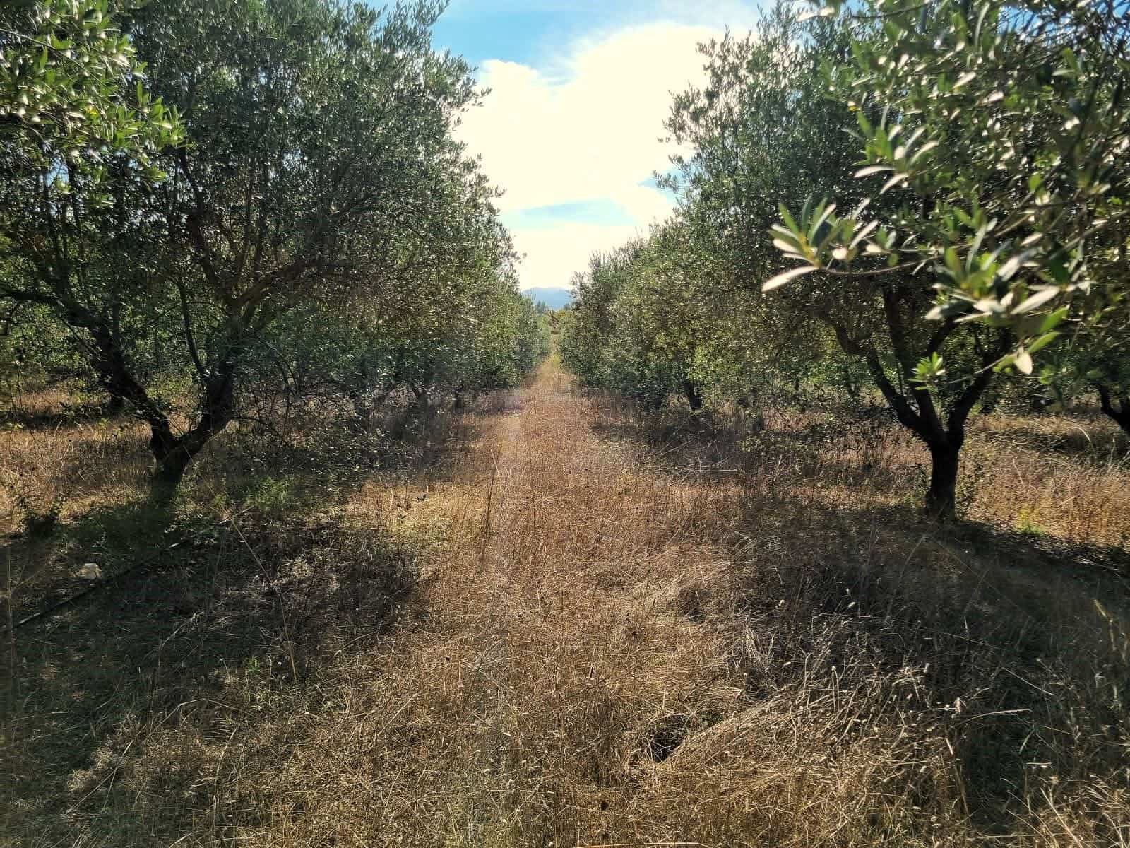 Undeveloped Land for sale in Ginestar - € 32,000 (Ref: 10136561)