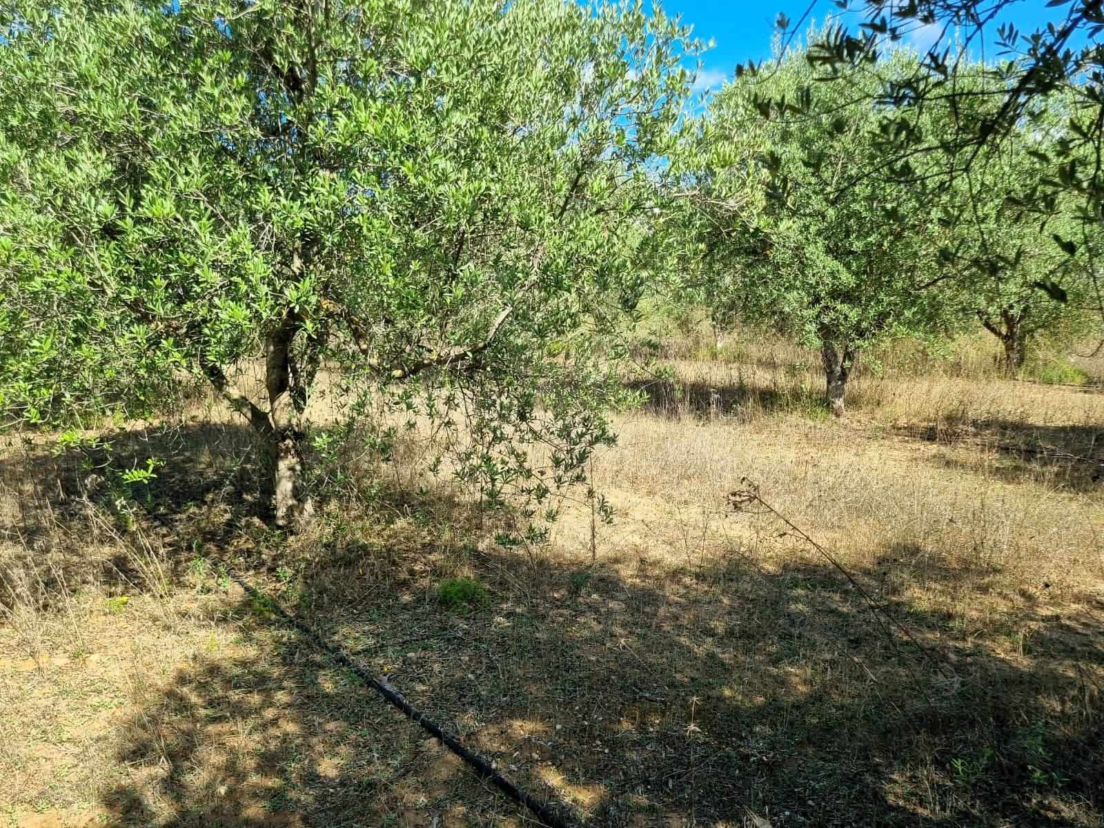 Undeveloped Land for sale in Ginestar - € 32,000 (Ref: 10136561)