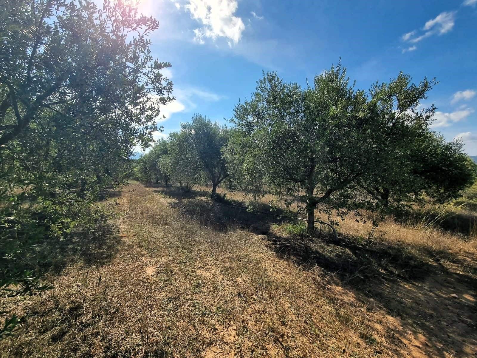 Undeveloped Land for sale in Ginestar - € 32,000 (Ref: 10136561)