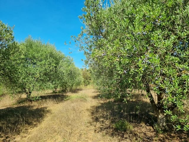 Teren niezagospodarowany na sprzedaż w Ginestar - 32 000 € (Ref: 10136561)