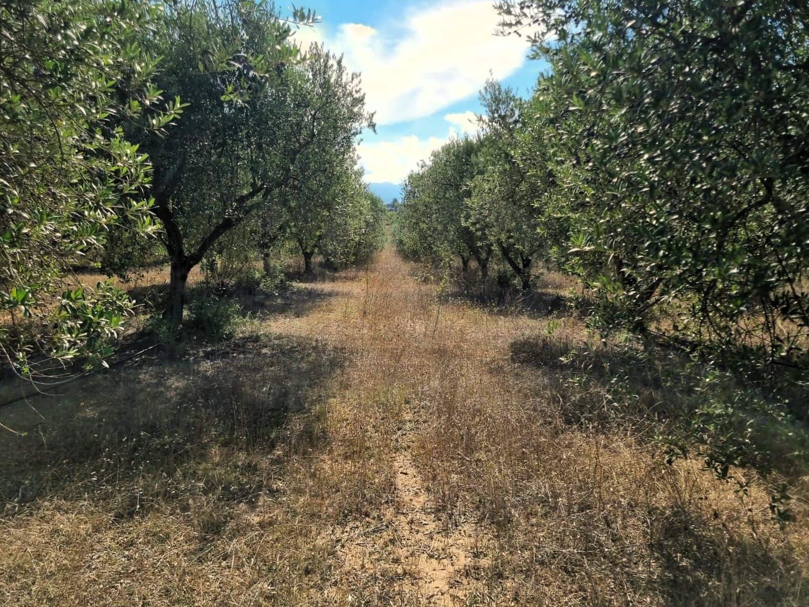 Undeveloped Land for sale in Ginestar - € 32,000 (Ref: 10136561)