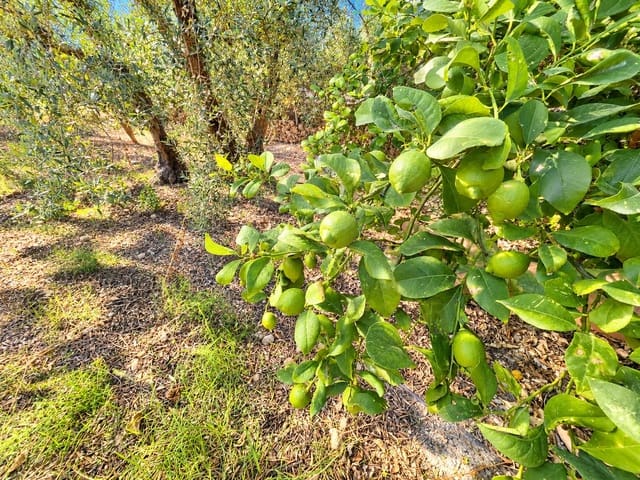 Mark till salu i Calasparra - 22 000 € (Ref: 10140355)