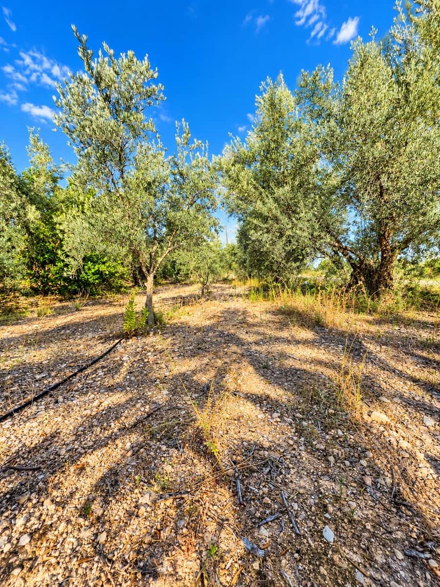 Mark till salu i Calasparra - 22 000 € (Ref: 10140355)