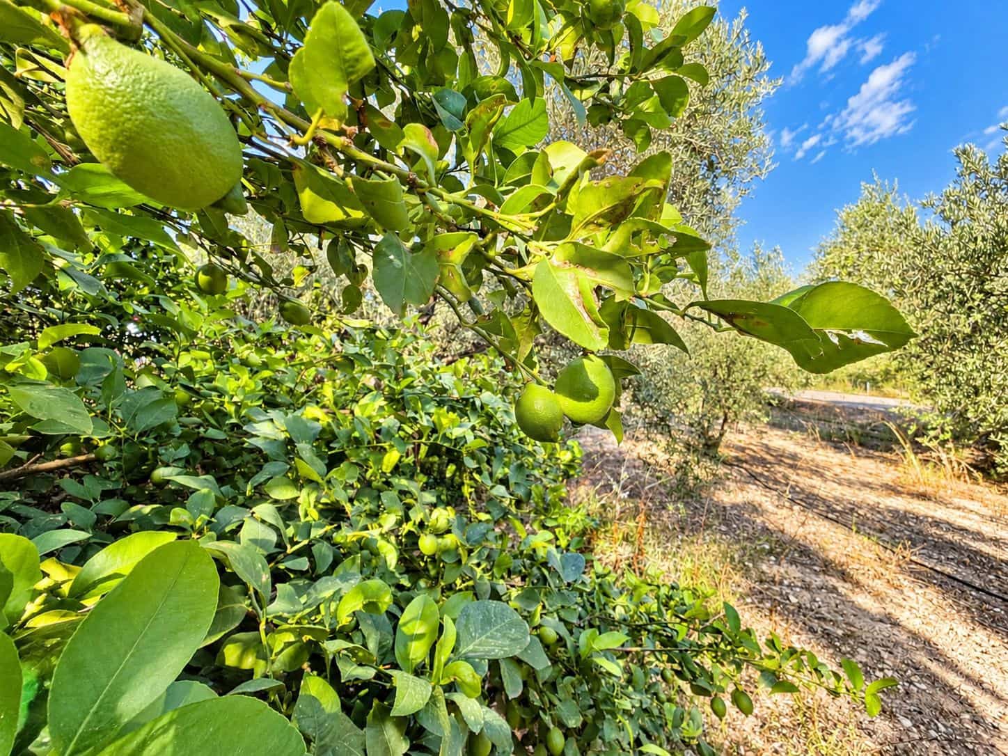 Mark till salu i Calasparra - 22 000 € (Ref: 10140355)