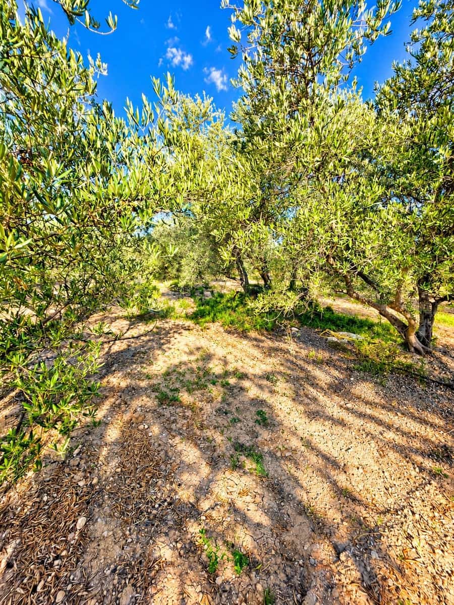 Mark till salu i Calasparra - 22 000 € (Ref: 10140355)