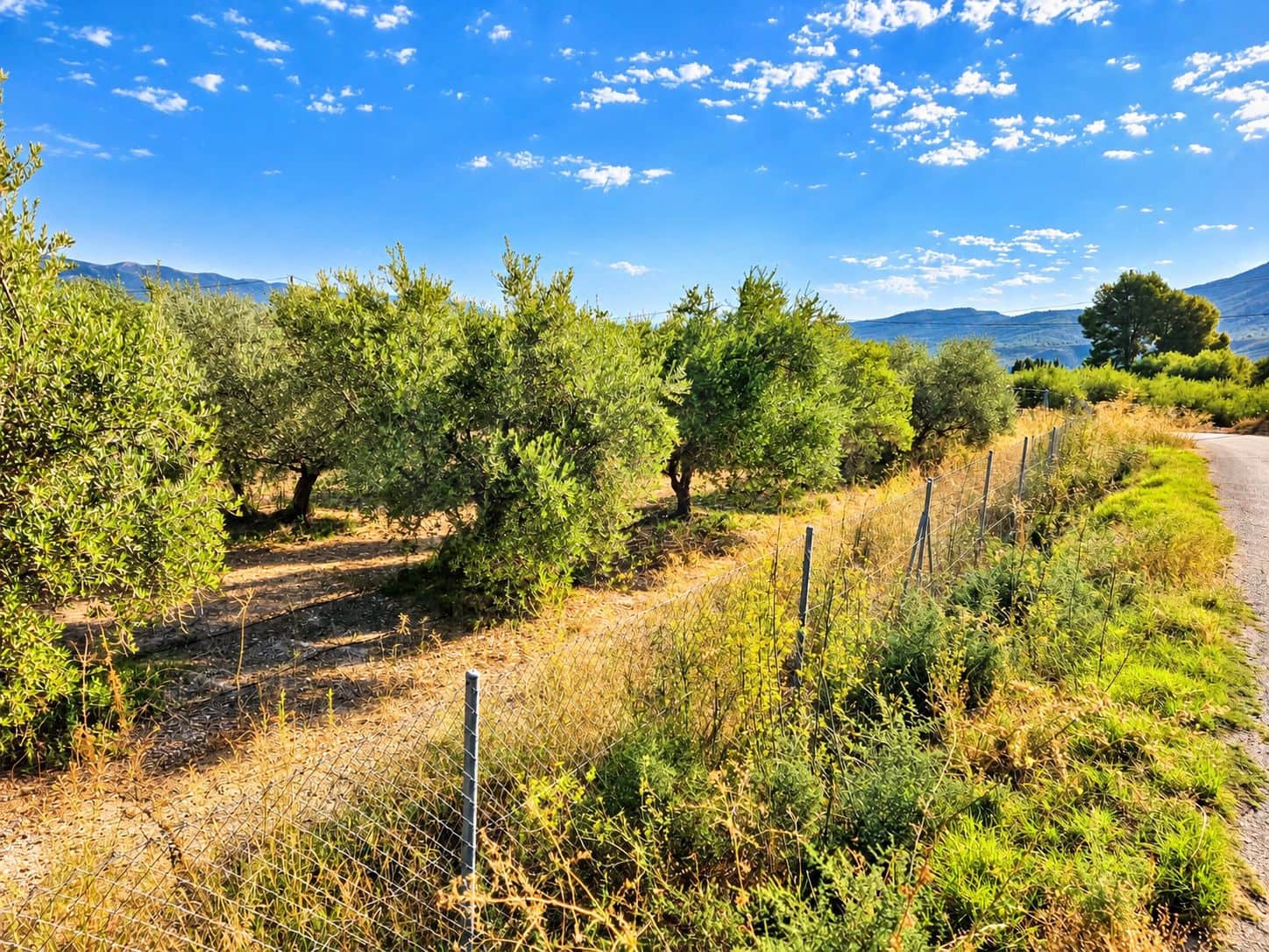 Mark till salu i Calasparra - 22 000 € (Ref: 10140355)