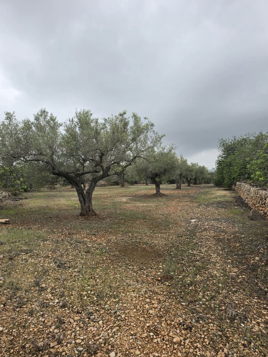 Ubebygd land til salgs i L'Ametlla de Mar - € 98 000 (Ref: 10145201)