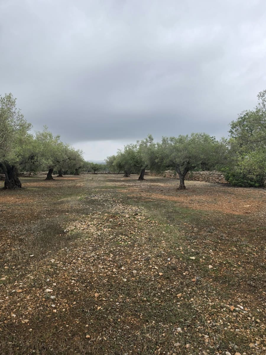 Ubebygd land til salgs i L'Ametlla de Mar - € 98 000 (Ref: 10145201)