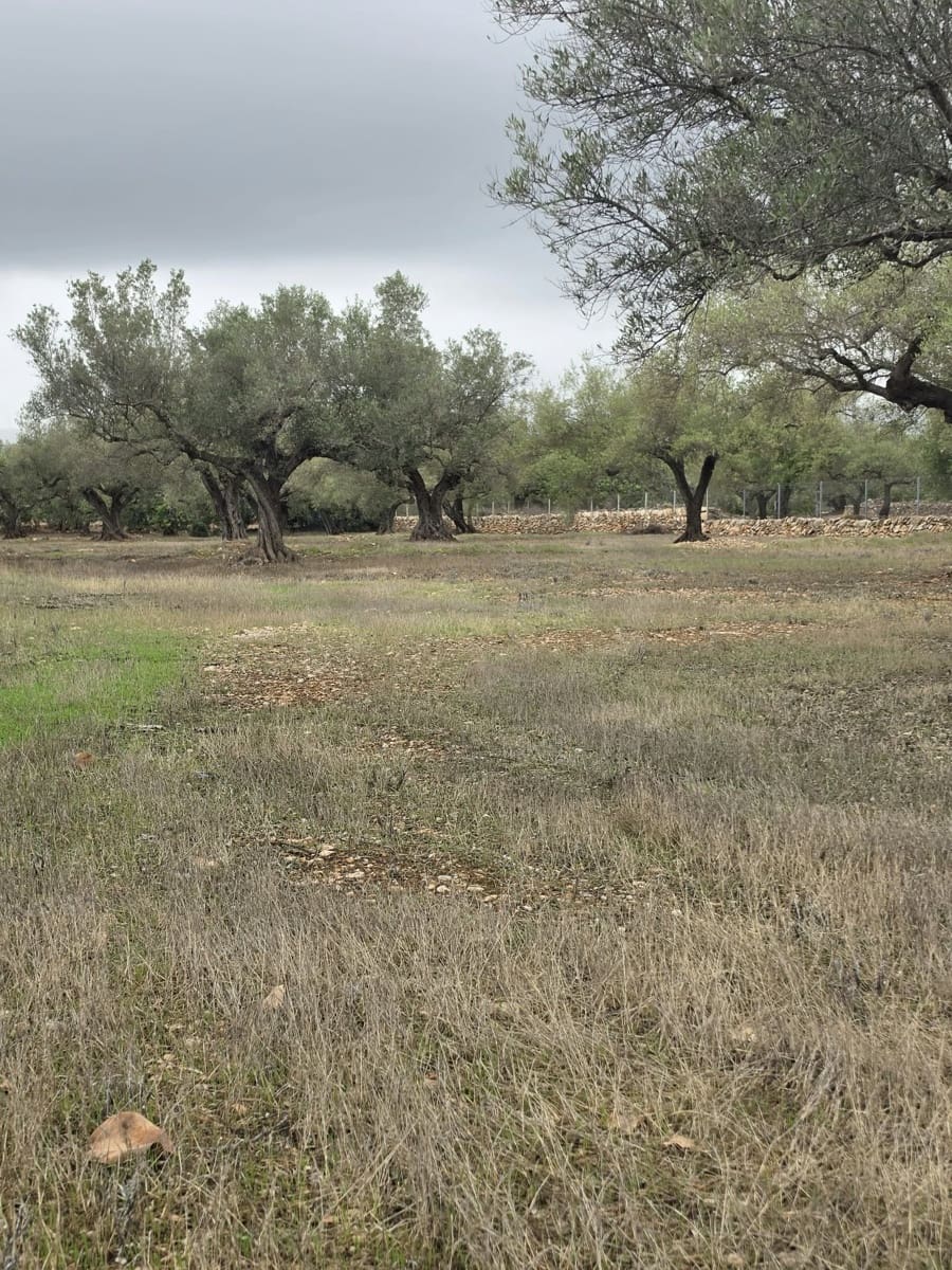 Ubebygd land til salgs i L'Ametlla de Mar - € 98 000 (Ref: 10145201)