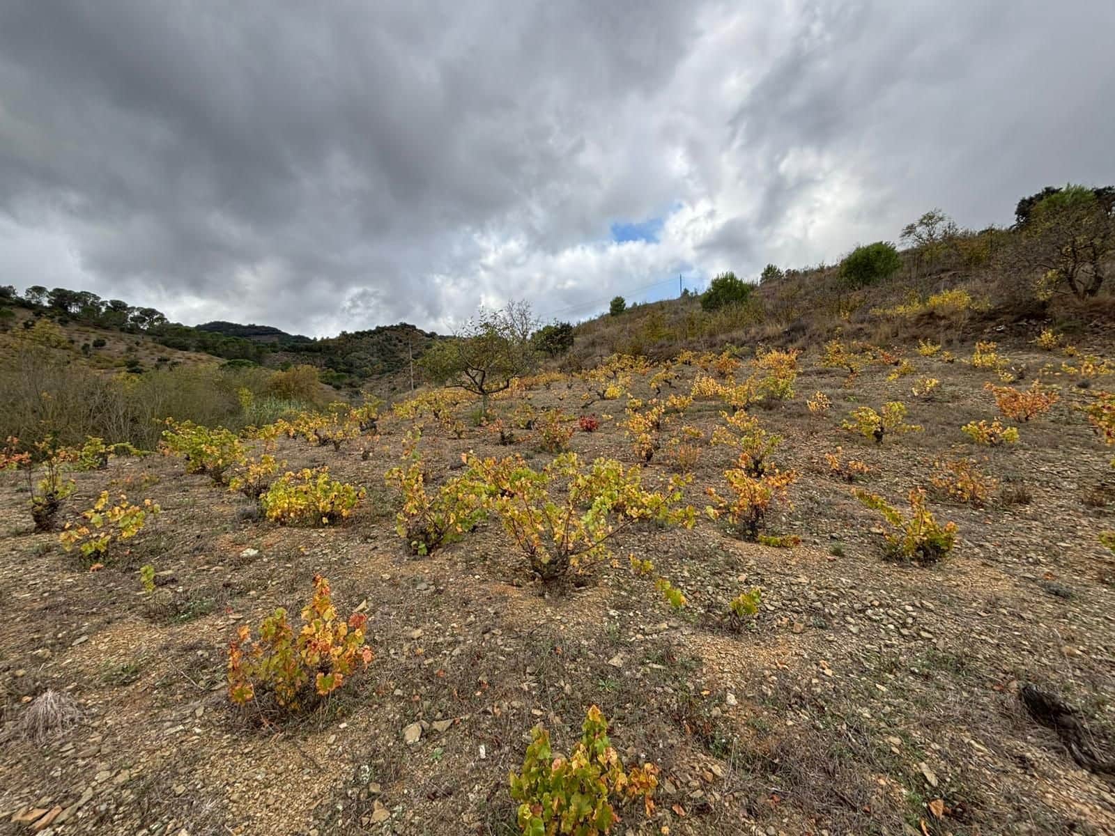 Grond te koop in Porrera - € 87.500 (Ref: 10150584)