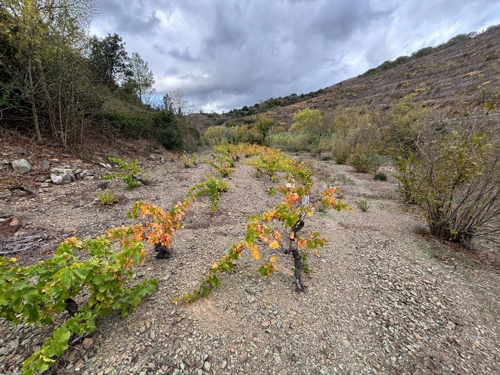 Grond te koop in Porrera - € 87.500 (Ref: 10150584)