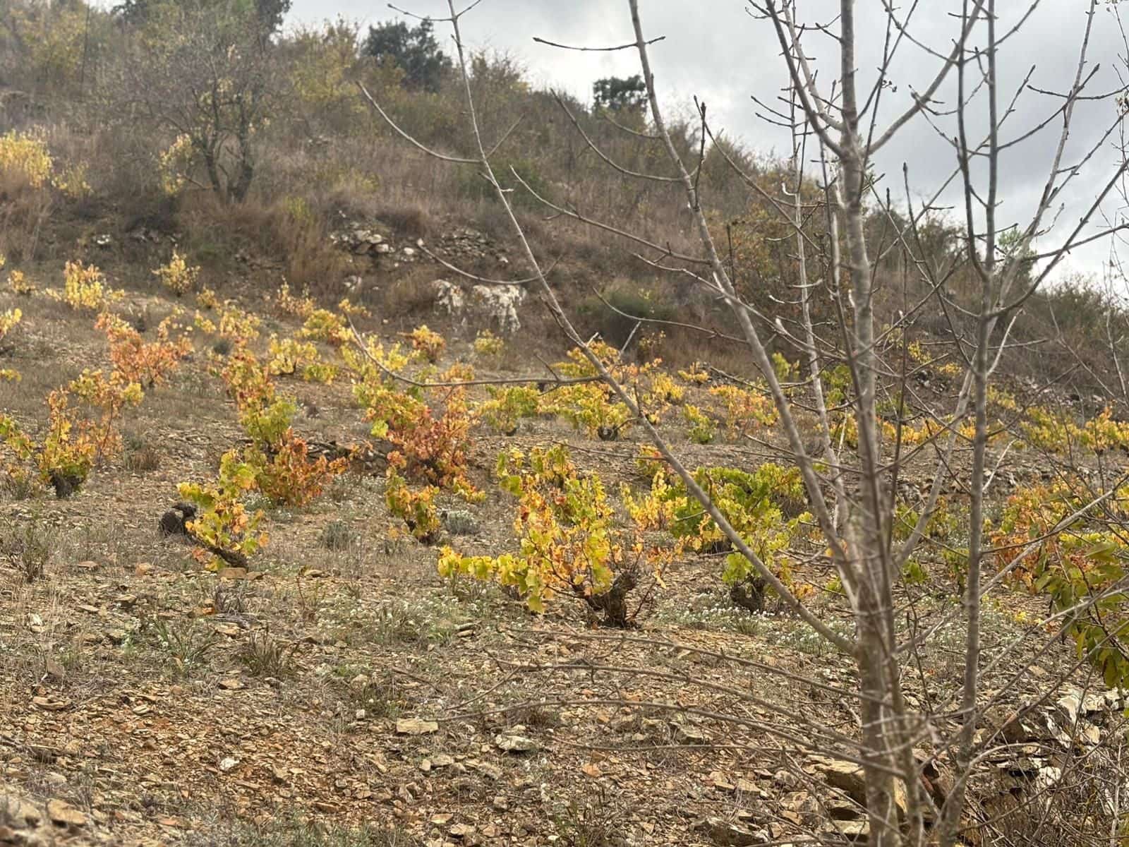 Grond te koop in Porrera - € 87.500 (Ref: 10150584)