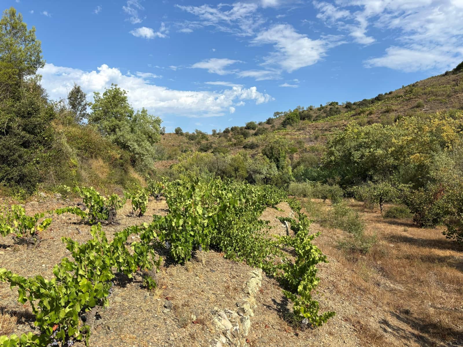 Grond te koop in Porrera - € 87.500 (Ref: 10150584)