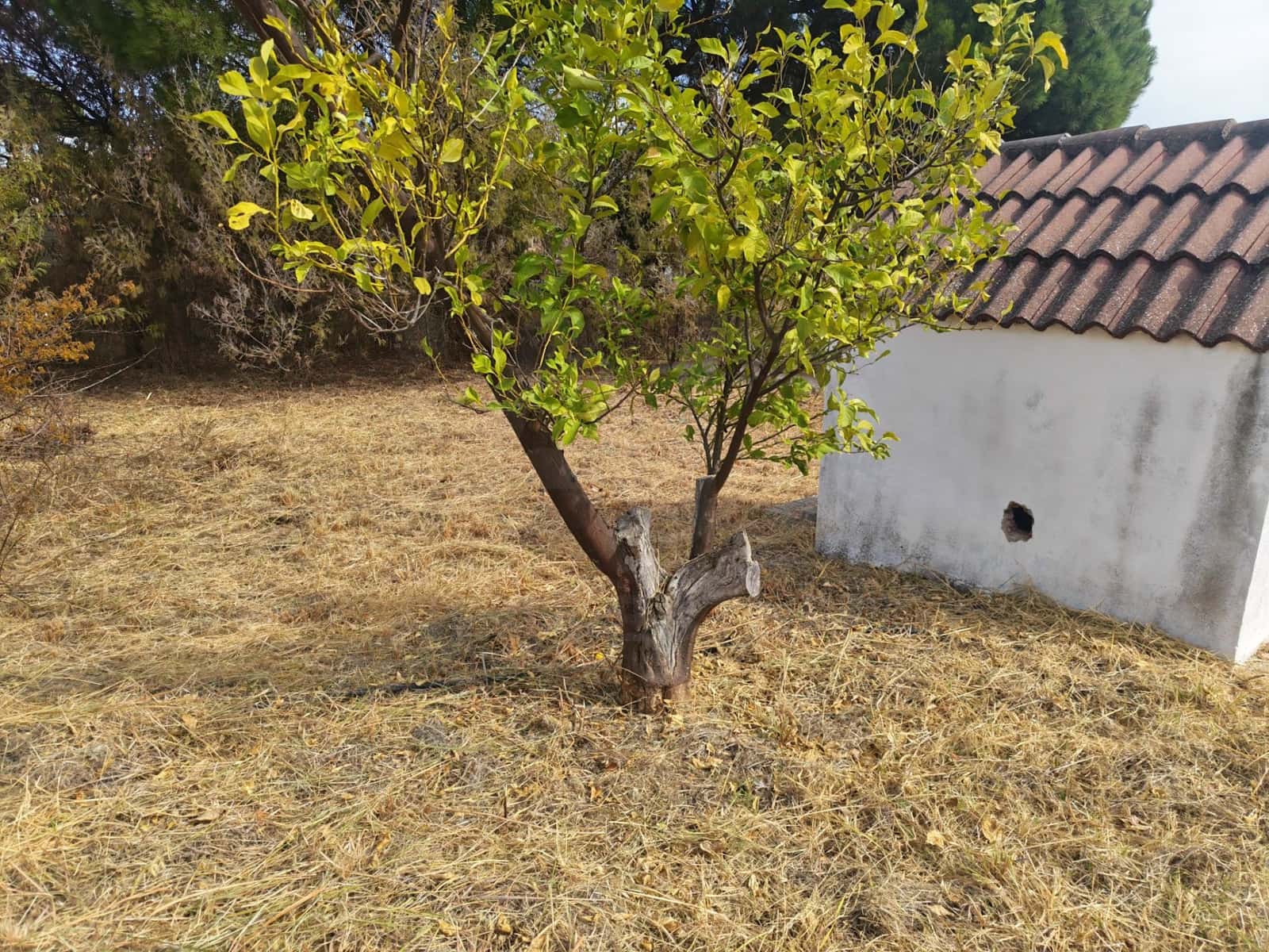 Finca/Country House for sale in Gibraleon with pool - € 149,900 (Ref: 10153258)