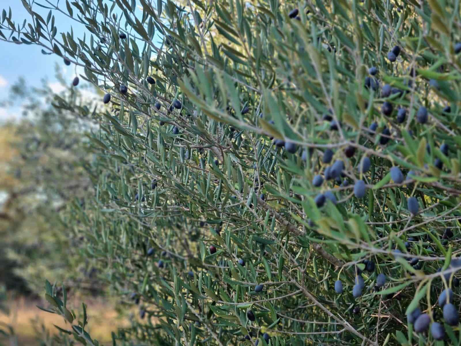 Terre non Aménagée à vendre à Ginestar - 20 000 € (Ref: 10156811)