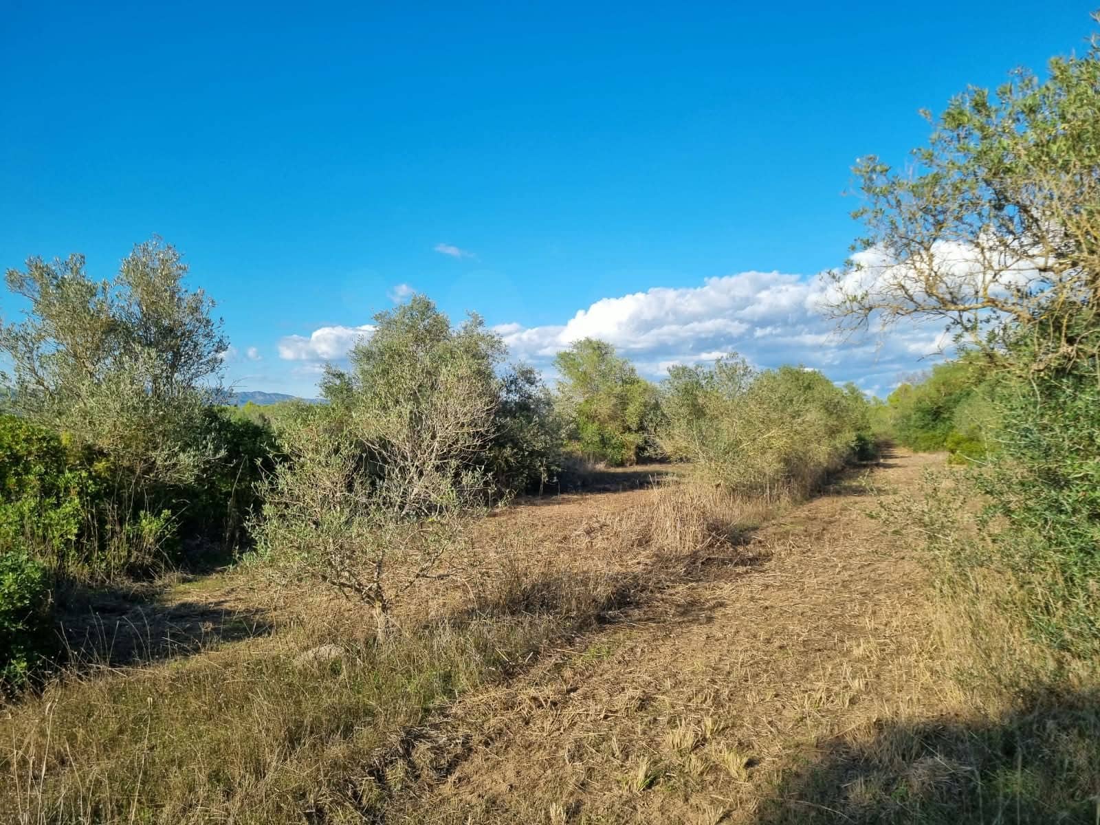 Terre non Aménagée à vendre à Ginestar - 20 000 € (Ref: 10156811)
