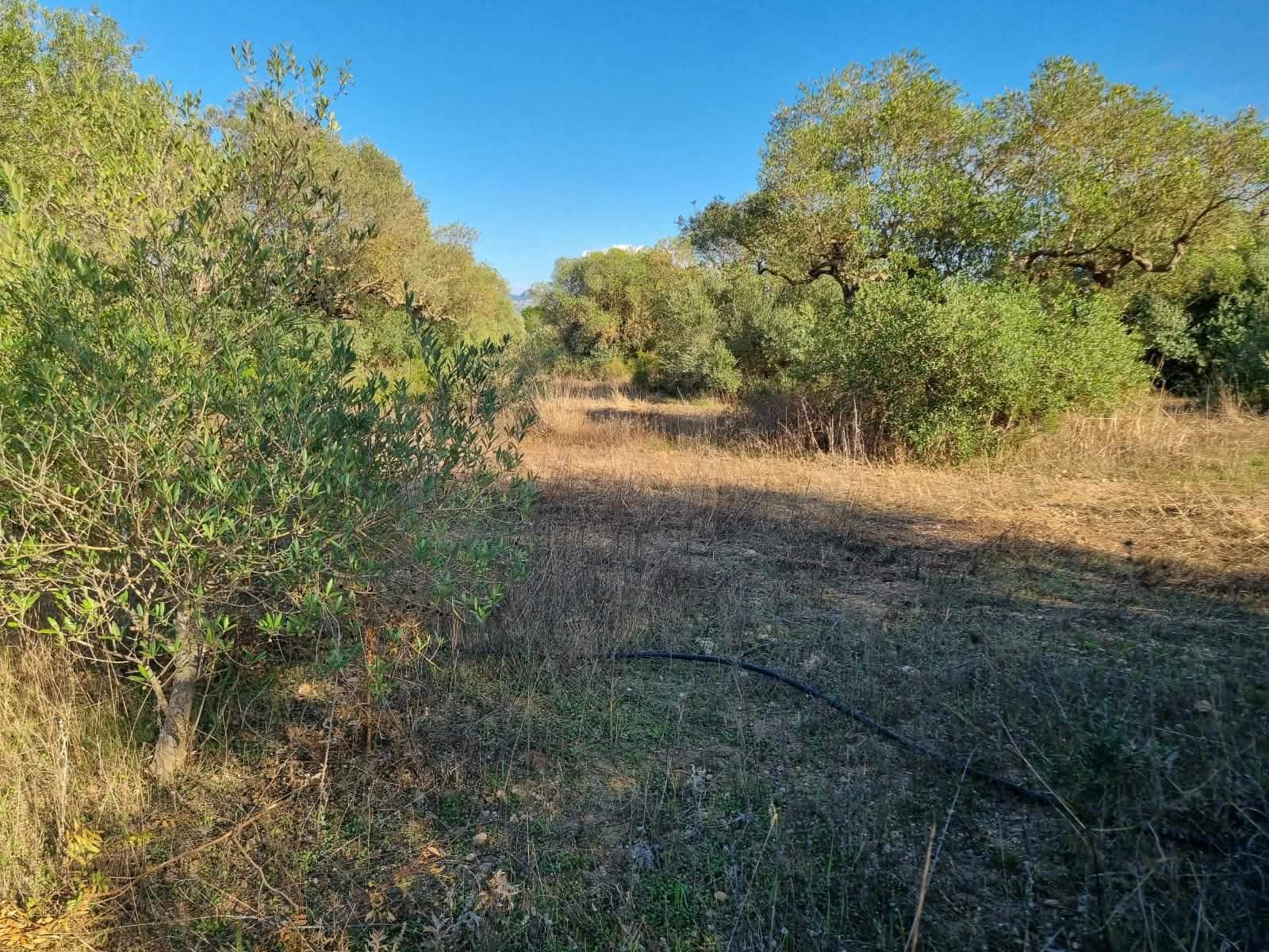 Terre non Aménagée à vendre à Ginestar - 20 000 € (Ref: 10156811)