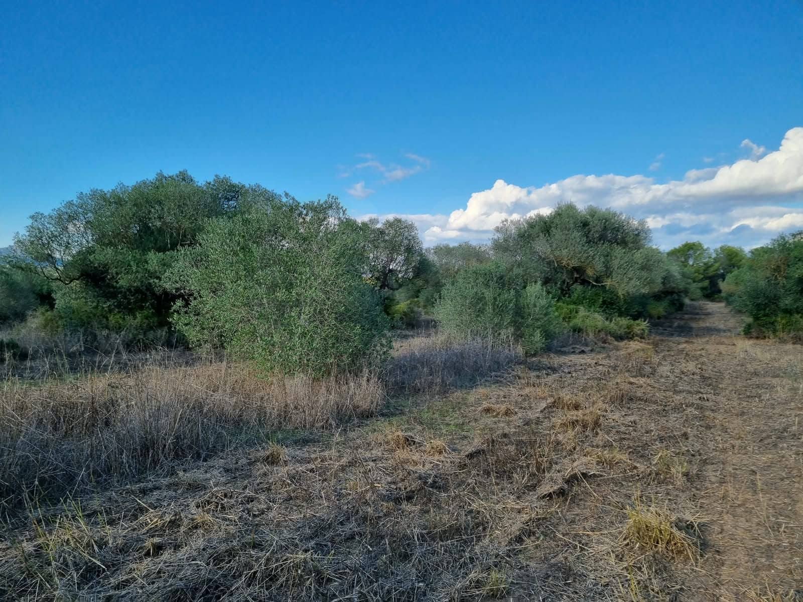 Terre non Aménagée à vendre à Ginestar - 20 000 € (Ref: 10156811)