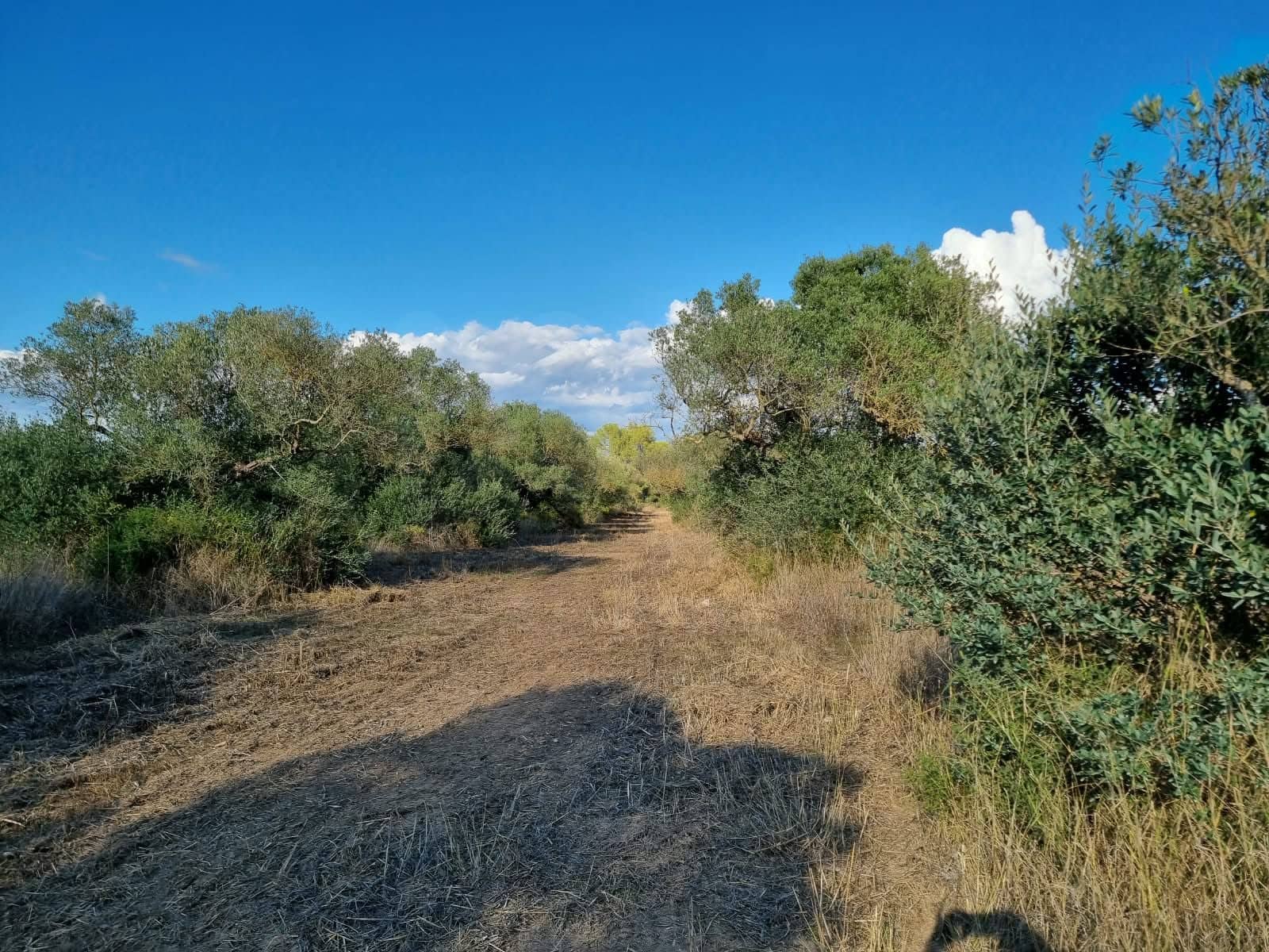 Terre non Aménagée à vendre à Ginestar - 20 000 € (Ref: 10156811)