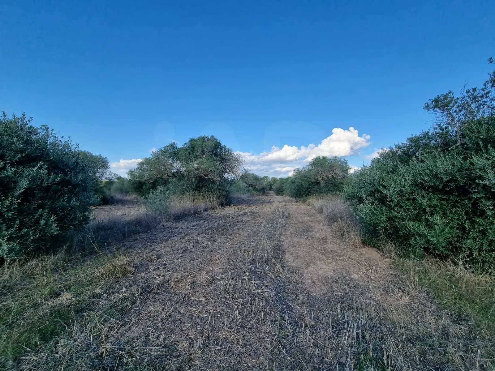 Terre non Aménagée à vendre à Ginestar - 20 000 € (Ref: 10156811)