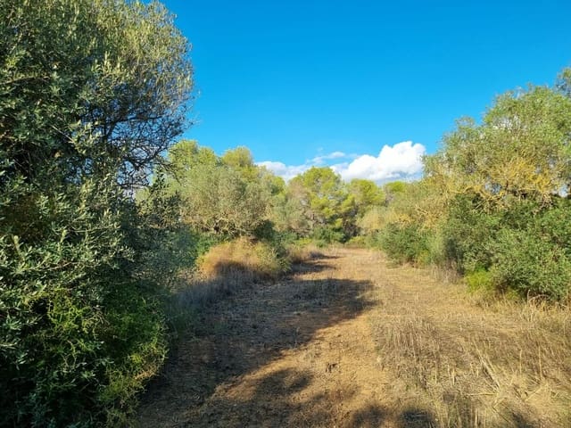 Terre non Aménagée à vendre à Ginestar - 20 000 € (Ref: 10156811)