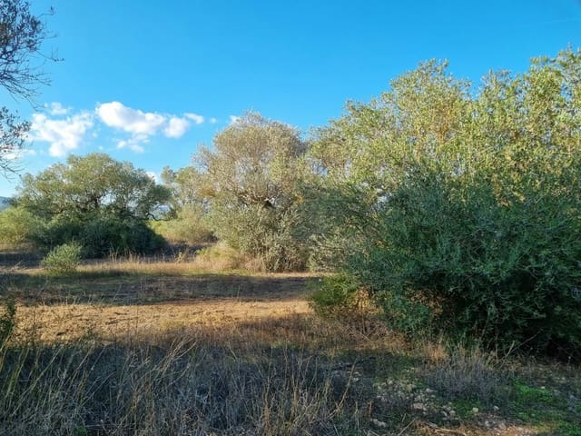Terre non Aménagée à vendre à Ginestar - 20 000 € (Ref: 10156811)