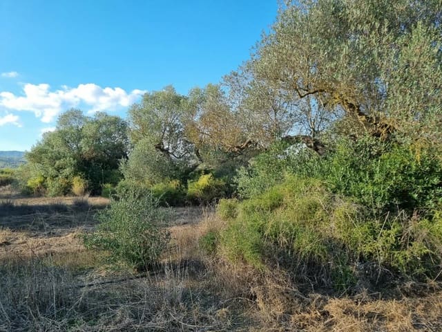 Terre non Aménagée à vendre à Ginestar - 20 000 € (Ref: 10156811)