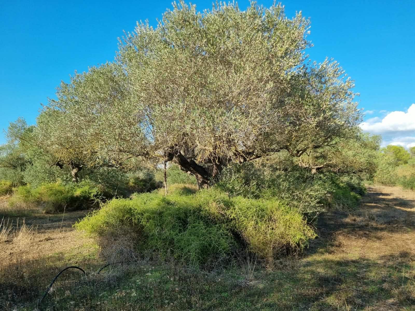 Terre non Aménagée à vendre à Ginestar - 20 000 € (Ref: 10156811)