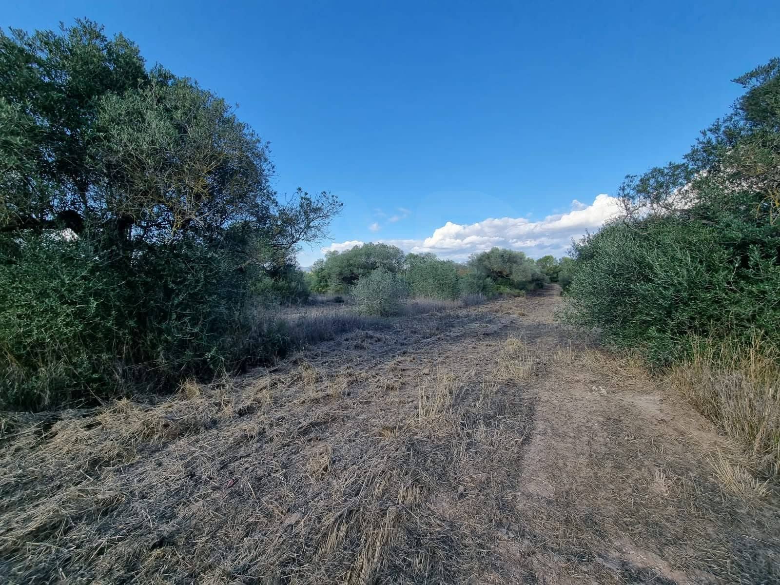 Terre non Aménagée à vendre à Ginestar - 20 000 € (Ref: 10156811)