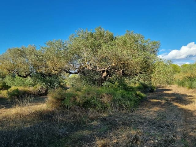 Terreno/Finca Rústica en Ginestar en venta - 20.000 € (Ref: 10156811)