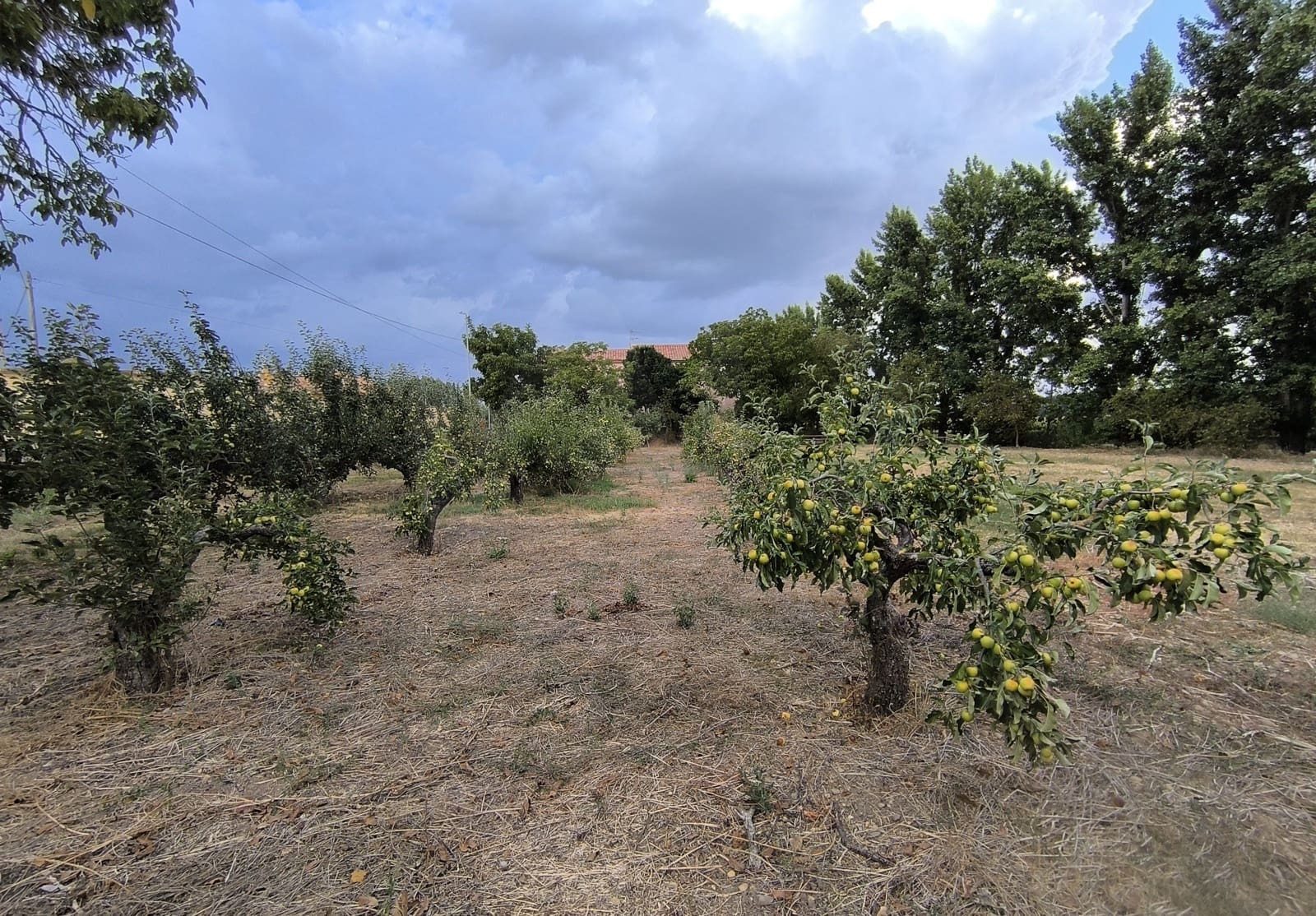 Building Plot for sale in San Millan de los Caballeros - € 25,800 (Ref: 10162247)