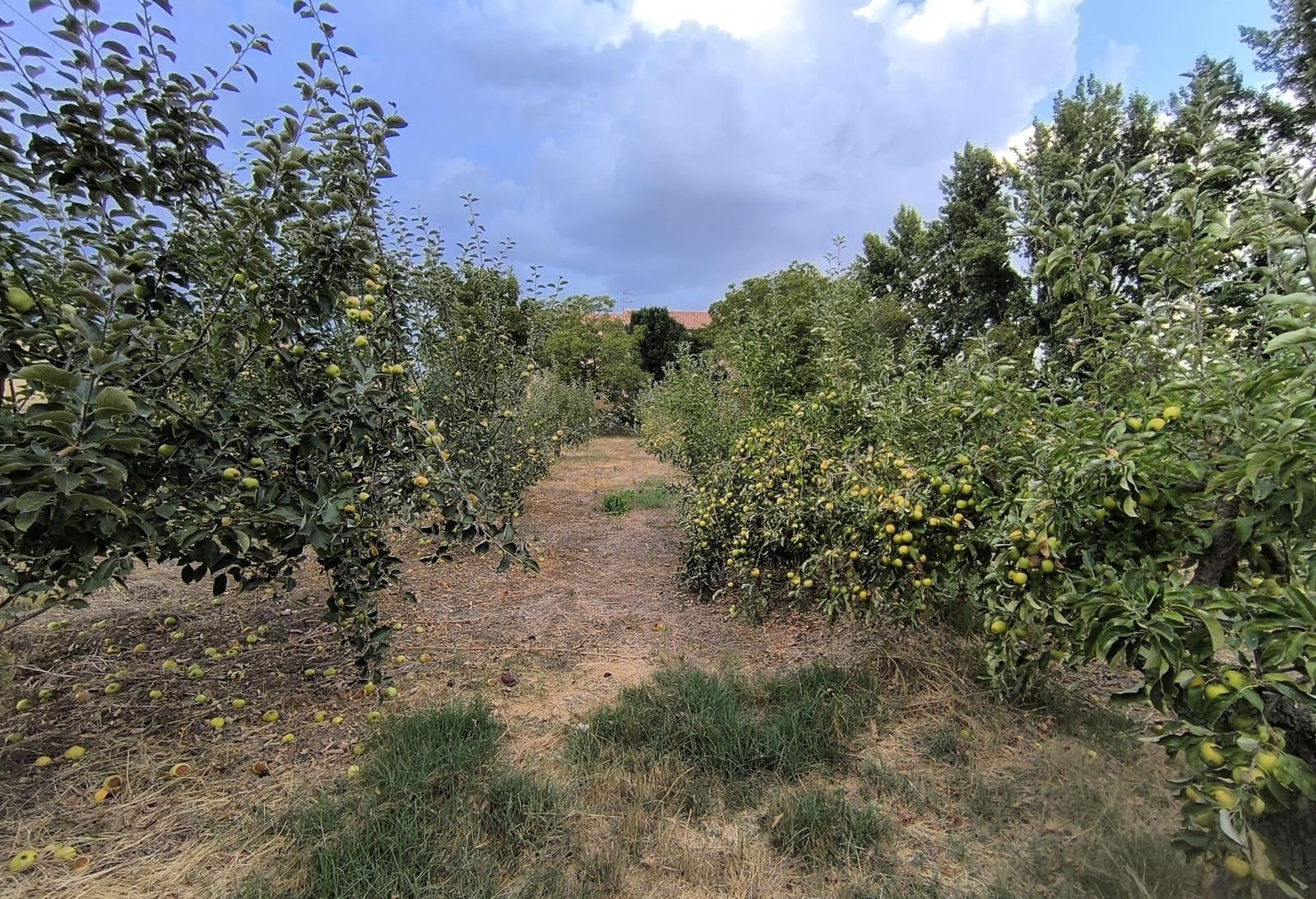 Building Plot for sale in San Millan de los Caballeros - € 25,800 (Ref: 10162247)