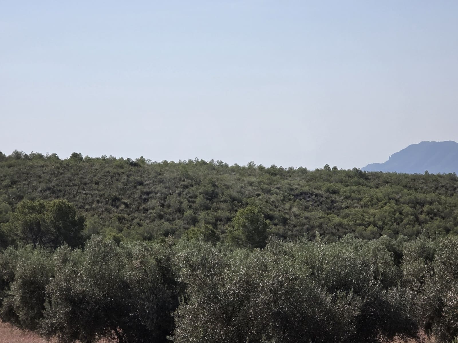 Finca/Landehus til salg i Moratalla - € 650.000 (Ref: 10165985)