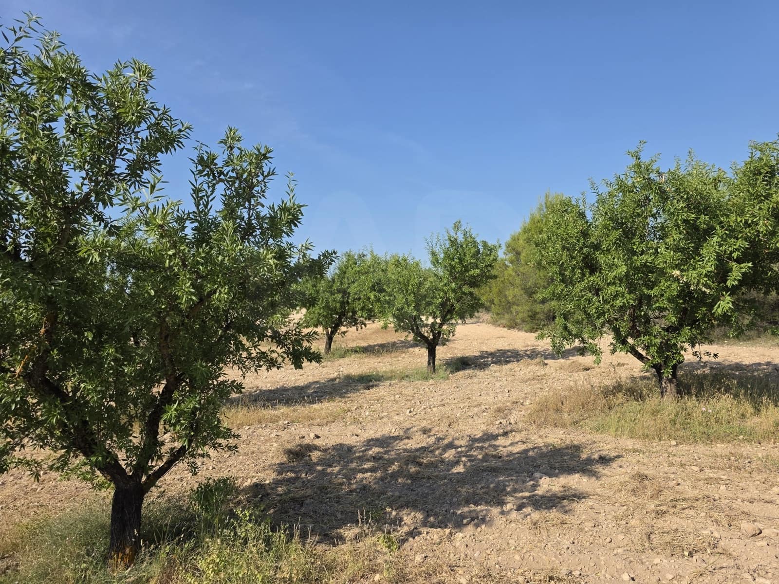 Finca/Landehus til salg i Moratalla - € 650.000 (Ref: 10165985)
