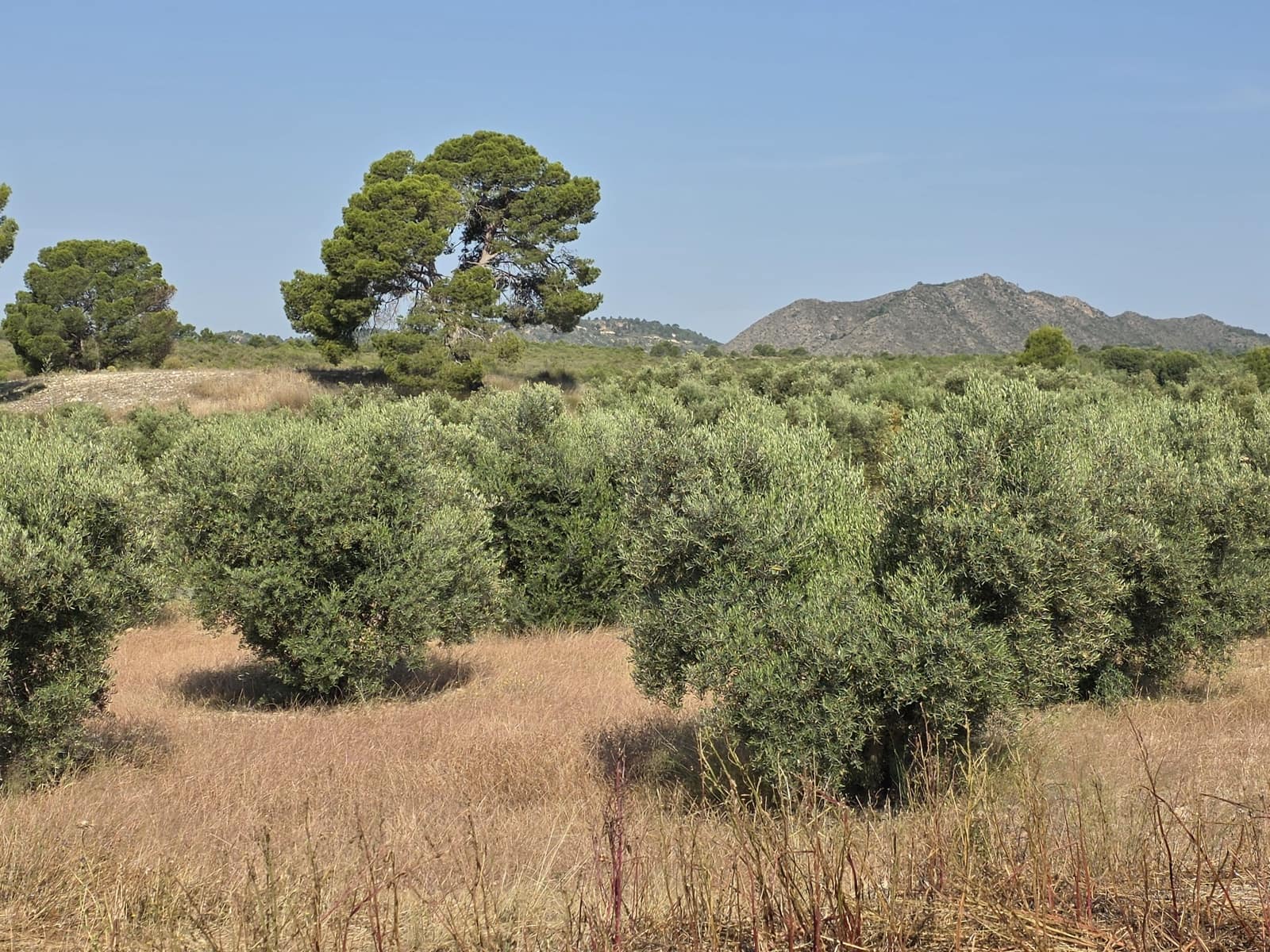 Finca/Landehus til salg i Moratalla - € 650.000 (Ref: 10165985)